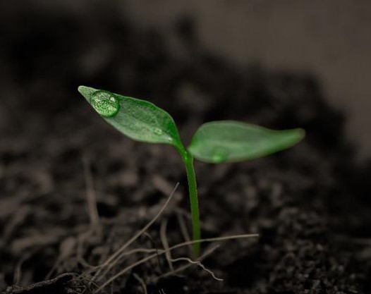 soil