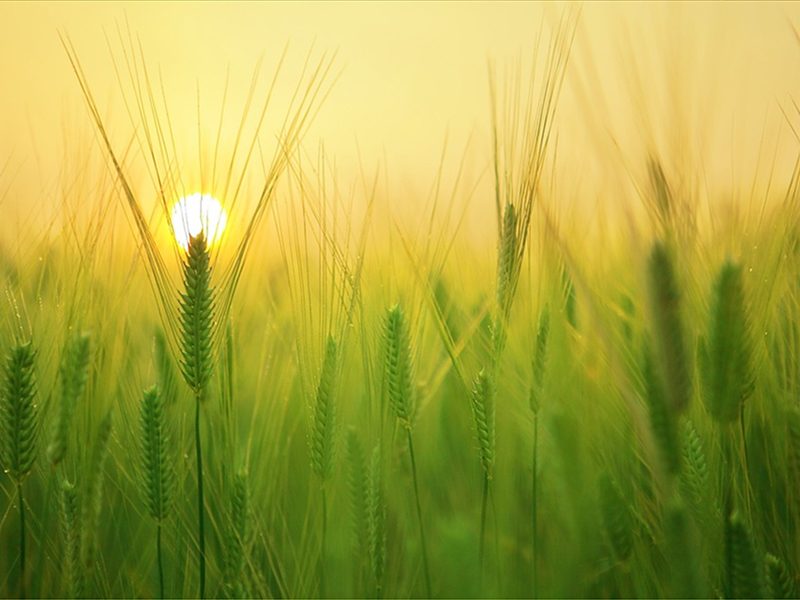 Wheat field