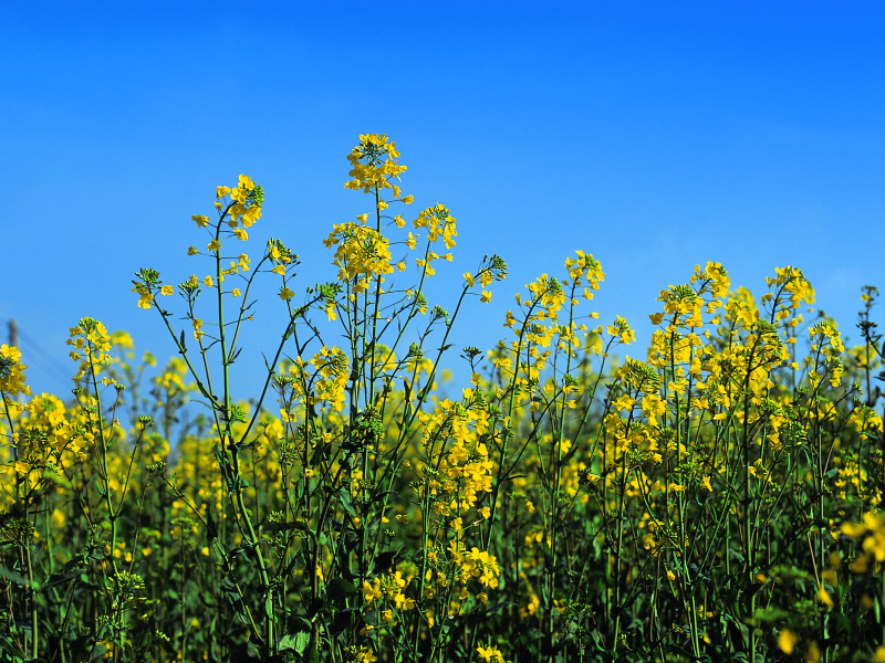Oilseed Rape